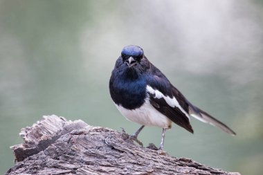 Oryantal Saksağan-bir ağaçta oturup..... robin (Copsychus saularis) 