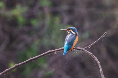Keoladeo bir sopa üzerinde oturan ortak arası kingfisher (Alcedo şuna)