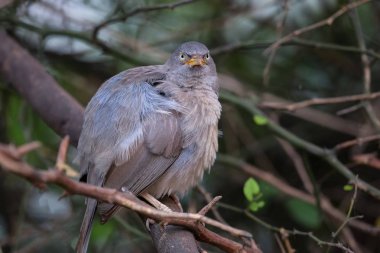 Keoladeo bir ağaçta oturup..... orman yedikardeşi (Turdoides striata)