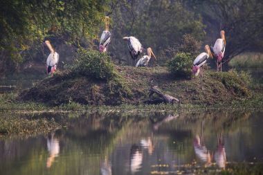 Keoladeo Gana Nationa pinted leylek (Mycteria leucocephala)