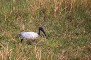 Kara başlı aynak (Threskiornis melanocephalus) Keola içinde yürüyüş