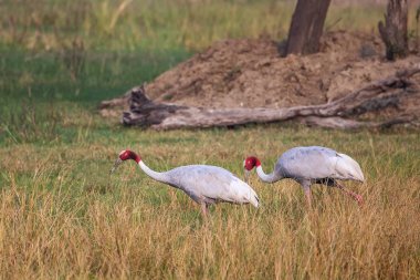 Sarus vinçler (Grus antigone) Keoladeo Gana Milli Parkı, Bh '