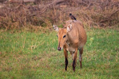 Ona Keoladeo Nati içinde oturan Brahminy myna ile kadın Nilgai