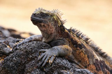 Santiago Adası, Galapagos Milli Parkı, Ecuad tarihinde deniz Iguana