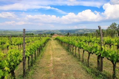 Montalcino, Val d'Orcia yakınındaki bir bağ üzüm sarmaşıklar satırları, 