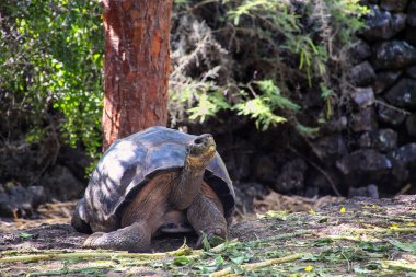 Galapagos dev kaplumbağa Charles Darwin araştırma istasyonu s