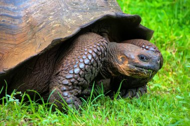 Galapagos dev kaplumbağa Santa Cruz Adası Galapagos Natio '