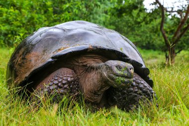 Galapagos dev kaplumbağa Santa Cruz Adası Galapagos Natio '