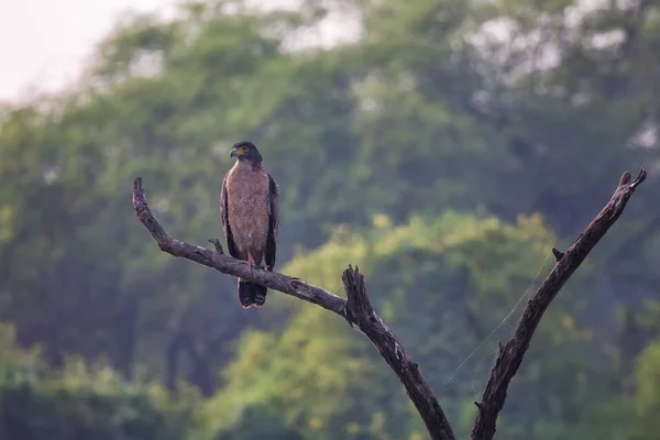 Águila serpiente crestada (Spilornis cheela) sentada en un árbol en Keo —  Fotos de Stock