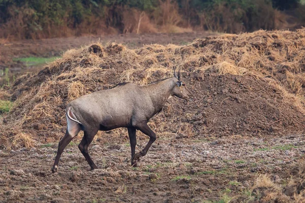 Mannelijke Nijlgau (Boselaphus tragocamelus) lopen in Keoladeo Ghana — Stockfoto