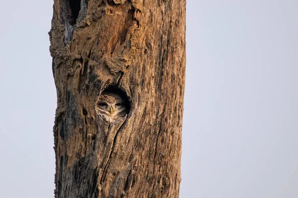 Owlet (아테나 브라마) 애에 나무의 빈에 앉아 발견 — 스톡 사진