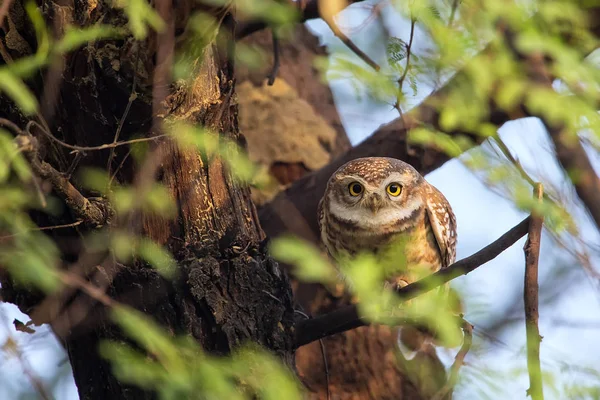 Keoladeo가 나 나무에 앉아 발견된 owlet (아테나 브라마) — 스톡 사진