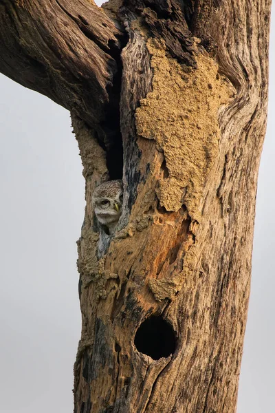 Spotted owlet (Athene brama) duduk di sebuah lubang pohon di Ke — Stok Foto