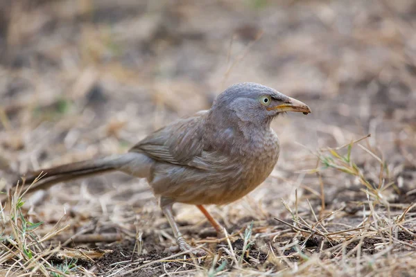 Keol yere oturmuş orman yedikardeşi (Turdoides striata)