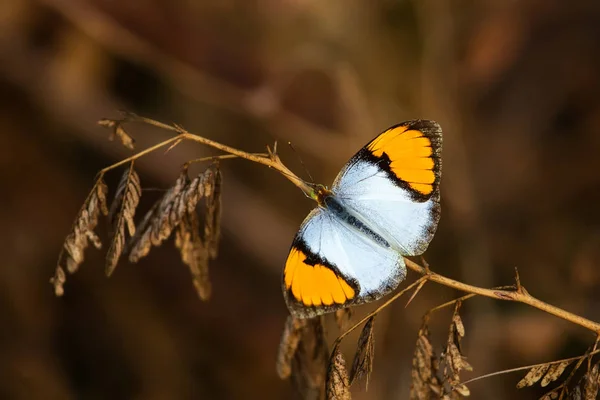 Borboleta de ponta laranja branca — Fotografia de Stock