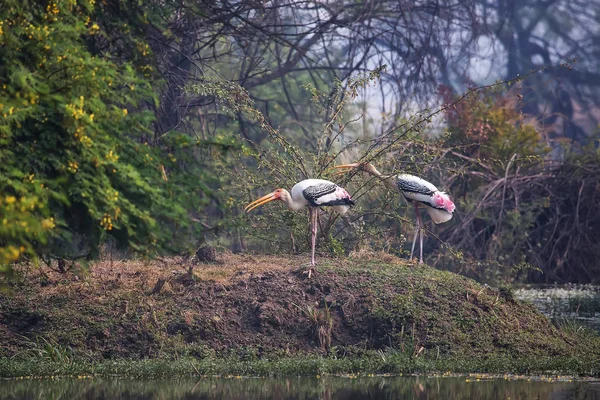 Pinted лелеки (Mycteria leucocephala) в Кеоладео Гана Nationa — стокове фото