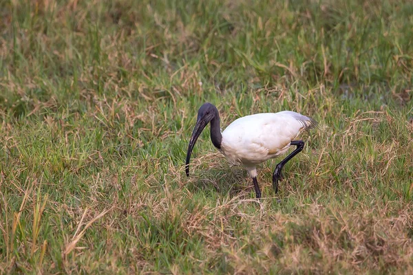 Kara başlı aynak (Threskiornis melanocephalus) Keola içinde yürüyüş