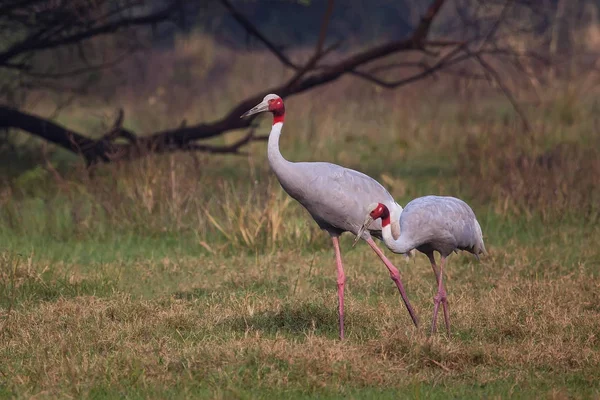 Sarus tranor (Grus antigone) i nationalparken Keoladeo Ghana, Bh — Stockfoto