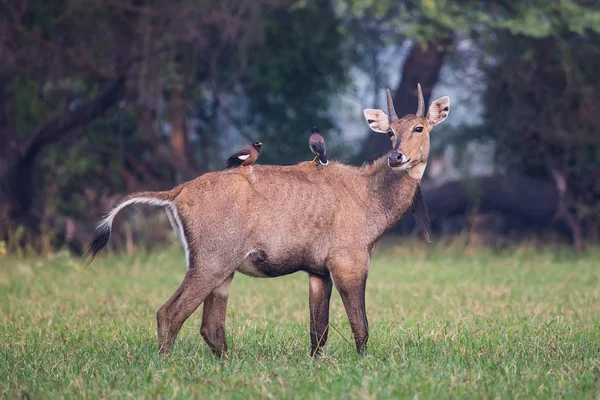 Mannelijke Nijlgau (Boselaphus tragocamelus) met Brahmini mynas sittin — Stockfoto