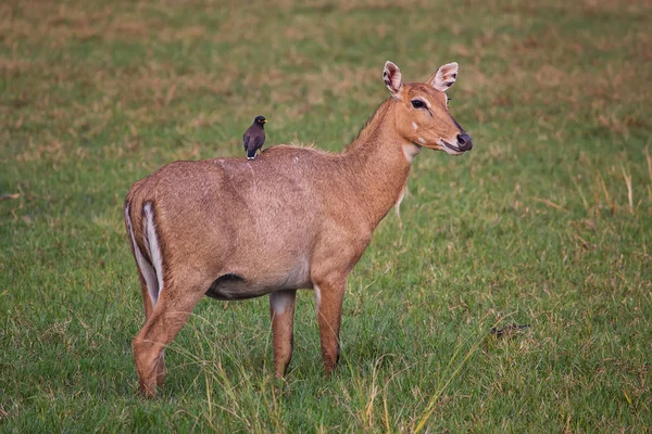 Kobiece Nilgai z Brahminy myna siedzi na jej w Keoladeo Nati — Zdjęcie stockowe