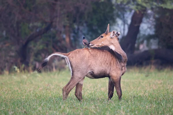 Mężczyzna Nilgai (Boselaphus tragocamelus) z Brahmini myna siedzący — Zdjęcie stockowe