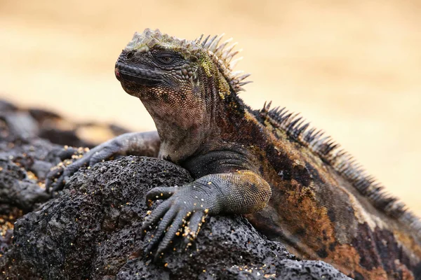 Santiago Adası, Galapagos Milli Parkı, Ecuad tarihinde deniz Iguana