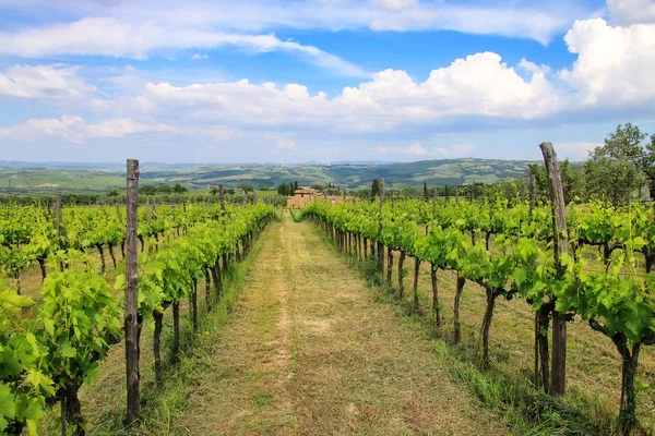 Řádky z hroznů vinné révy na vinici nedaleko Montalcino, Val d'Orcia, — Stock fotografie