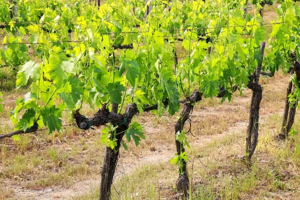 Filas de vides cerca de Montalcino, Val d 'Orcia, Toscana, Italia — Foto de Stock