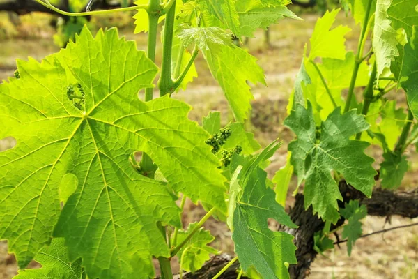 Vinné listy ve vinici nedaleko Montalcino, Val d'Orcia, Toskánsko — Stock fotografie