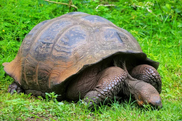 Galapagos dev kaplumbağa Santa Cruz Adası Galapagos Natio '