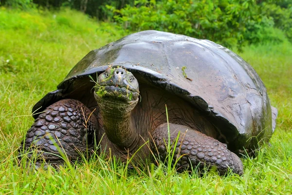 Tartaruga gigante delle Galapagos sull'isola di Santa Cruz nelle Galapagos Natio — Foto Stock