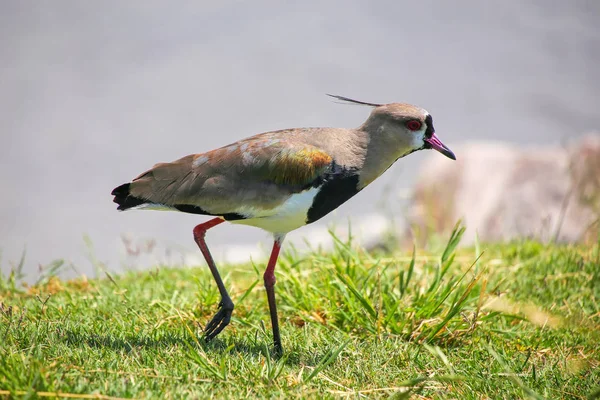 Southern Lapwing (Vanellus chilensis) — Stock Photo, Image