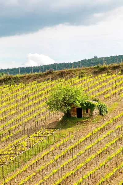 Egy kis parasztház, Montalcino, Val d'Orcia, Tusc dűlő — Stock Fotó