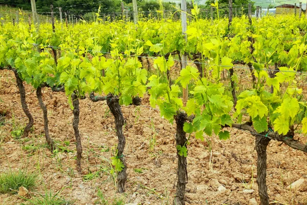 Rijen van wijnstokken in de buurt van Montalcino, Val d'Orcia, Toscane, Italië — Stockfoto