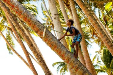 Lavena, Fiji - 27 Kasım: Tanımlanamayan çocuk ağaca tırmanıyor 