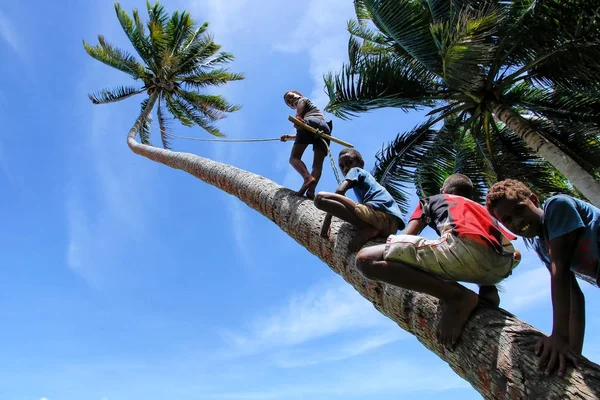 Lavena, Fiji - 27 Kasım: Tanımlanamayan çocuklar Tırmanma palmiye ağacı için — Stok fotoğraf