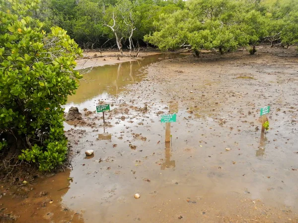 Rinca, Indonesië-maart 15: Mangrove spruiten naast bord met n — Stockfoto