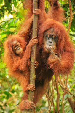 Gunun bir ağaçta oturup..... bebekli kadın Sumatra orangutan