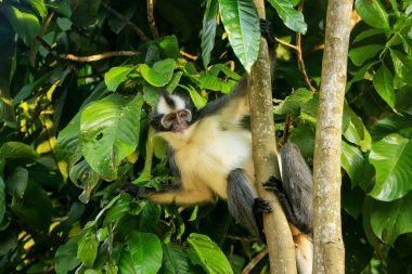 Thomas leaf monkey (Presbytis thomasi) sitting in a tree in Gunu clipart