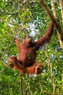 Ağaçta asılı kadın Sumatra orangutan Gunung Leuser Na