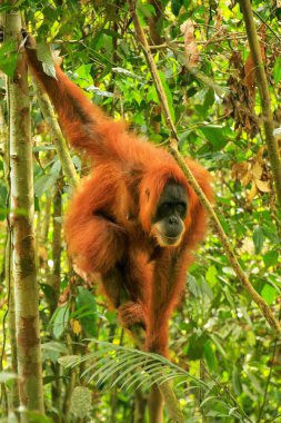 Gunung Leuser Nat bir ağaçta oturuyor ve kadın Sumatra orangutan
