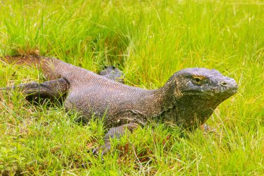 Komodo dragon Rinca Adası Komodo Ulusal çimlere yatan 