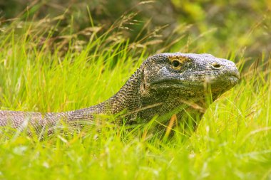 Komodo dragon Komo adasında Rinca çimlere yatan portresi