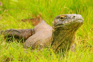 Komodo dragon Rinca Adası Komodo Ulusal çimlere yatan 