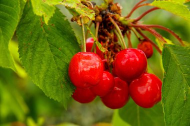 Olgun Kiraz meyve ağacı üzerinde