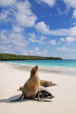 Galapagos deniz aslanları Gardner Bay, Espanola ada plaj