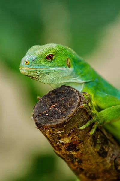 Erkek Fiji şeritli iguana (Brachylophus fasciatus) Viti Levu üzerinde — Stok fotoğraf