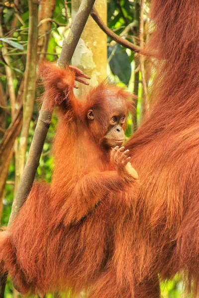 Dětská orangutan sumaterský vedle jeho matka n Gunung Leuser Natio — Stock fotografie