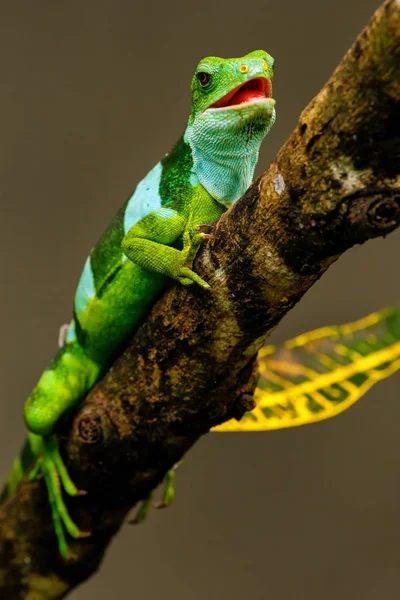 Iguana con bandas de Fiji macho (Brachylophus fasciatus) en Viti Levu Is —  Fotos de Stock