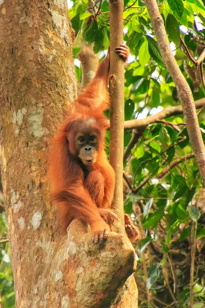 Joven orangután Sumatra sentado en los árboles en Gunung Leuser Natio — Foto de Stock